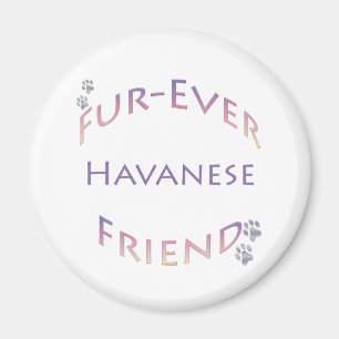 Imán Havanese Furever