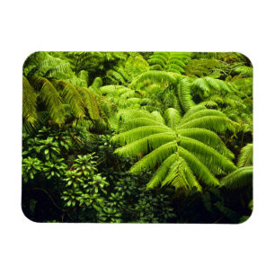 Imán Hawái, Isla Grande, Exuberante vegetación tropical
