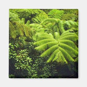 Imán Hawái, Isla Grande, Exuberante vegetación tropical