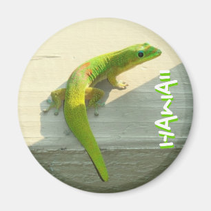 Imán hawaiano del gecko