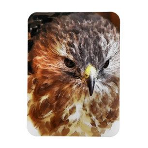 IMÁN HAWK