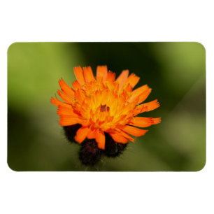 Imán Hawkweed anaranjado