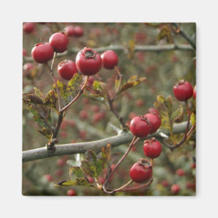 Imán Hawthorn Berries Magnet