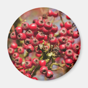 Imán Hawthorn Berries Magnet
