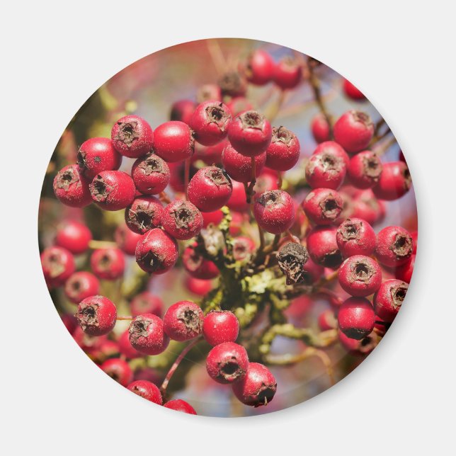 Imán Hawthorn Berries Magnet (Frente)