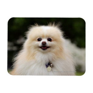 Imán Headshot 1 de Pomeranian