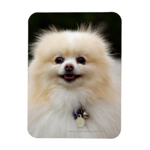 Imán Headshot 1 de Pomeranian
