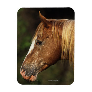 Imán Headshot 1 del caballo del Appaloosa