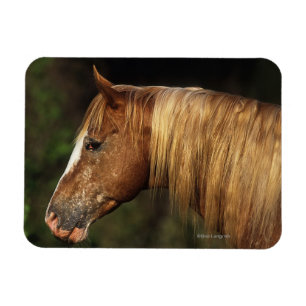 Imán Headshot 1 del caballo del Appaloosa