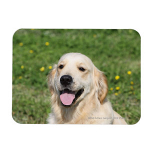 Imán Headshot 1 del golden retriever