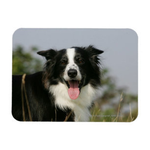 Imán Headshot 1 del jadeo del border collie