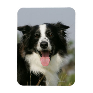 Imán Headshot 1 del jadeo del border collie