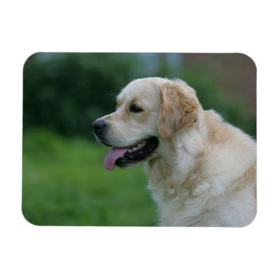 Imán Headshot 2 2 del golden retriever
