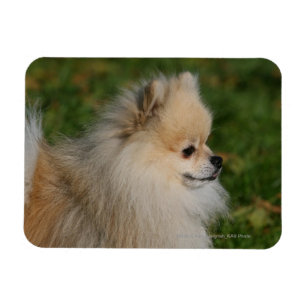 Imán Headshot 2 de Pomeranian