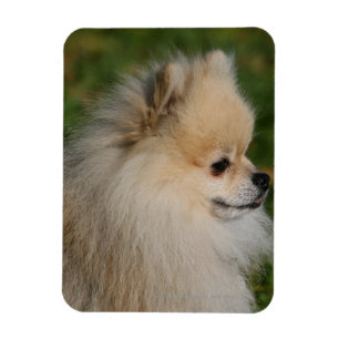 Imán Headshot 2 de Pomeranian