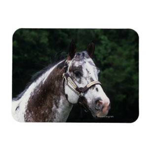 Imán Headshot 2 del caballo del Appaloosa