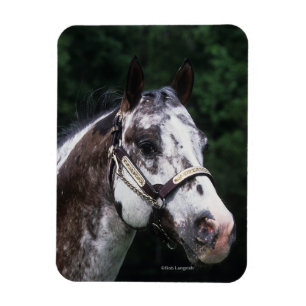 Imán Headshot 2 del caballo del Appaloosa