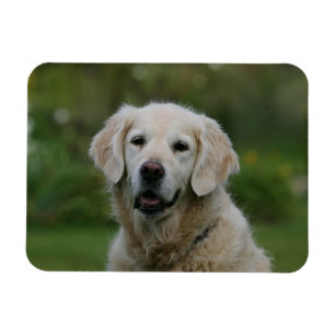 Imán Headshot 2 del golden retriever