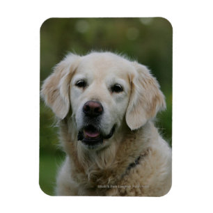 Imán Headshot 2 del golden retriever