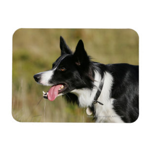 Imán Headshot 2 del jadeo del border collie