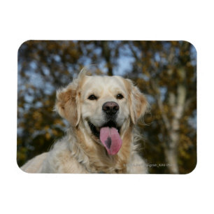 Imán Headshot 3 del golden retriever