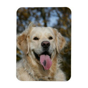 Imán Headshot 3 del golden retriever