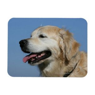 Imán Headshot 4 del golden retriever