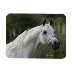 Imán Headshot árabe 1 del caballo
