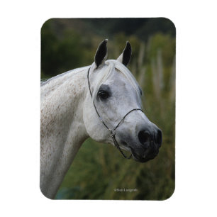 Imán Headshot árabe 1 del caballo