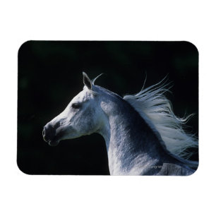 Imán Headshot árabe 2 del caballo