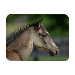 Imán Headshot cuarto del potro del caballo
