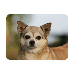 Imán Headshot de la chihuahua
