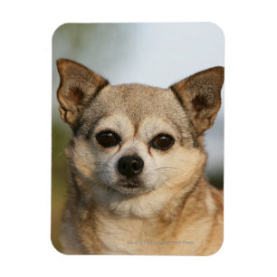 Imán Headshot de la chihuahua