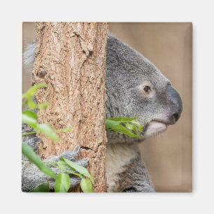 Imán Headshot de la koala