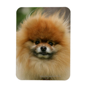 Imán Headshot de Pomeranian que mira la cámara