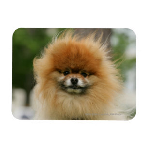 Imán Headshot de Pomeranian que mira la cámara