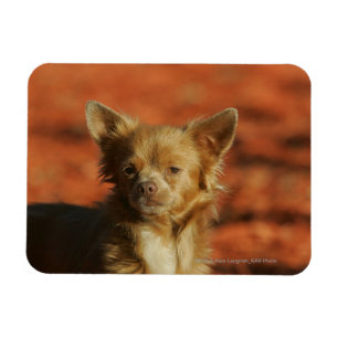 Imán Headshot del perrito de la chihuahua