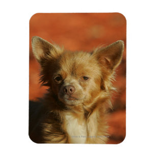 Imán Headshot del perrito de la chihuahua
