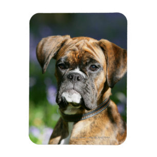 Imán Headshot del perro del boxeador