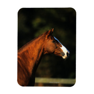 Imán Headshot excelente del caballo