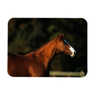 Imán Headshot excelente del caballo