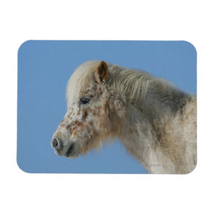 Imán Headshot miniatura del caballo