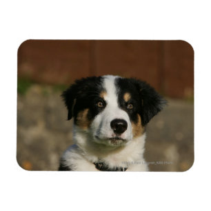 Imán Headshot viejo del perrito del border collie de 12