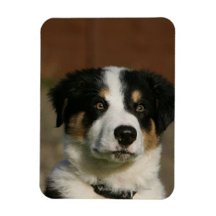 Imán Headshot viejo del perrito del border collie de 12