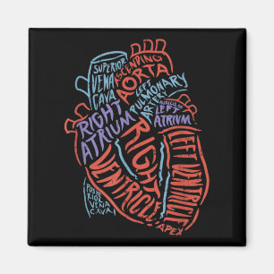 Imán Heart Specialist Anatomy Doctor Medical Biology