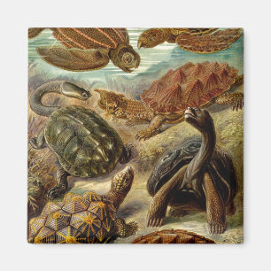 Imán Heckel Turtles