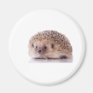 Imán Hedgehog,