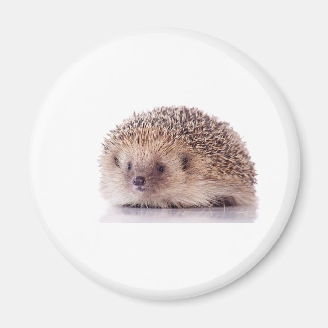 Imán Hedgehog, (Frente)