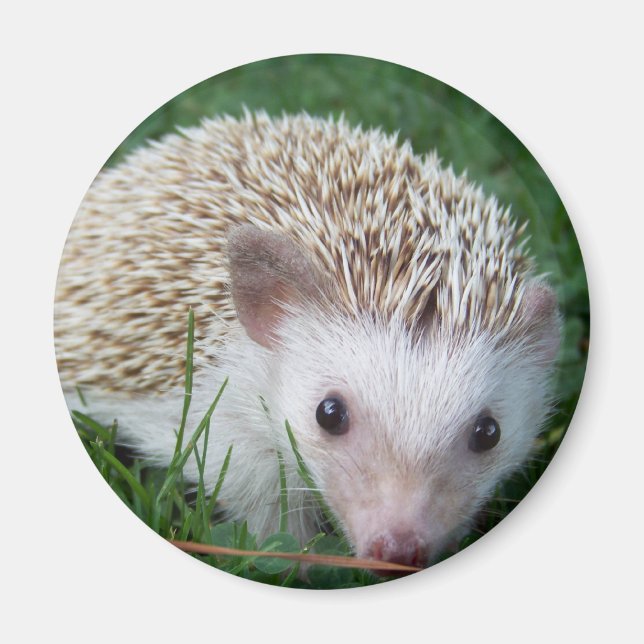 Imán Hedgehog (Frente)