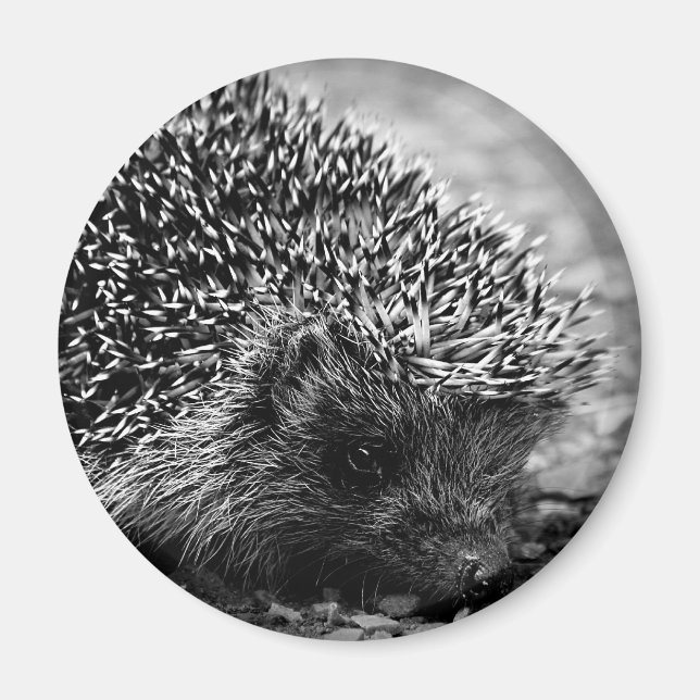 Imán hedgehog (Frente)